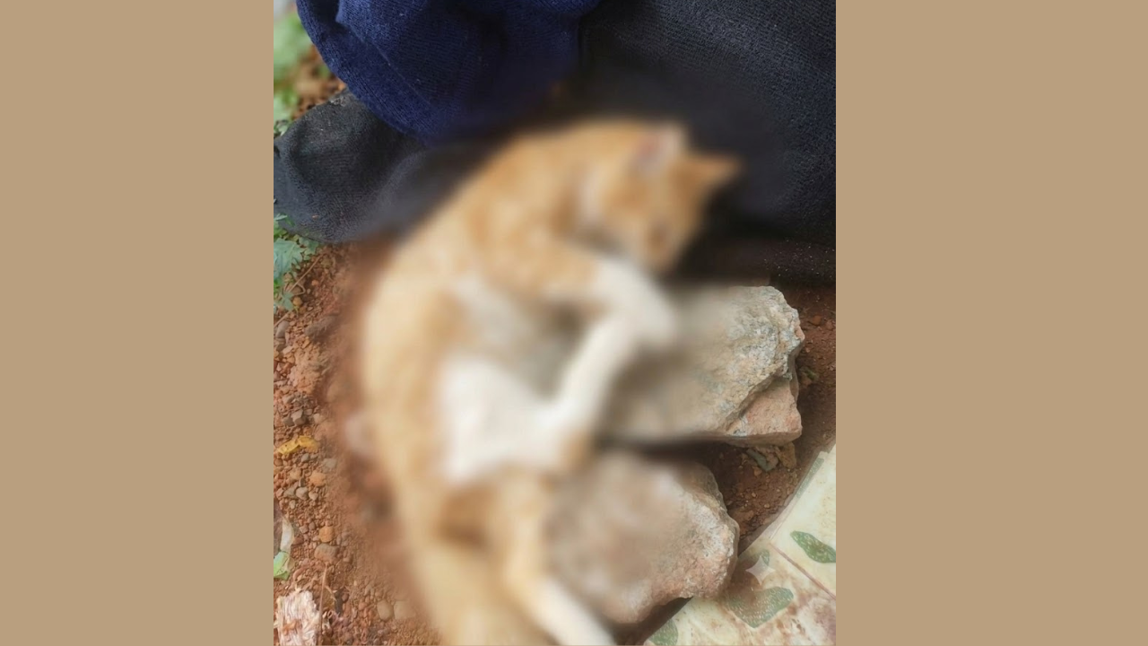 One After Another, Mutilated Cat Carcasses Turn Up in Chembur; PETA Announces ₹50,000 Reward