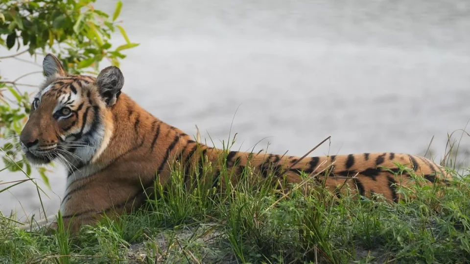 Beyond Tiger Protection: Tackling Human–Wildlife Conflict in Corbett