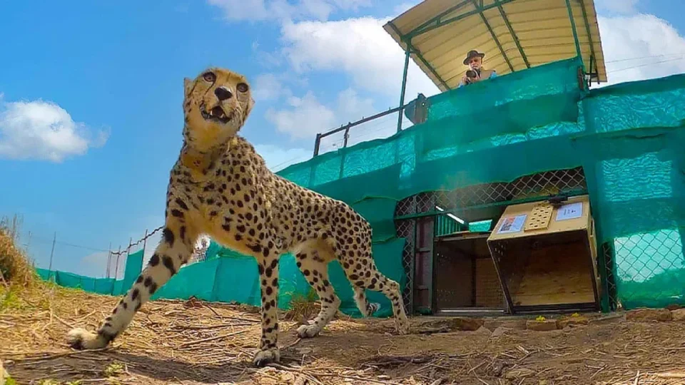 Kuno Cheetah Dies After Being Found With 5 Pellets in Morena; Centre to Probe ‘How’