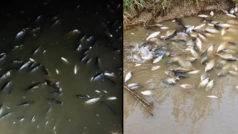Mass Fish Deaths Upstream of Delhi Barrage; Why Millions Relying on Yamuna Water May Be at Risk