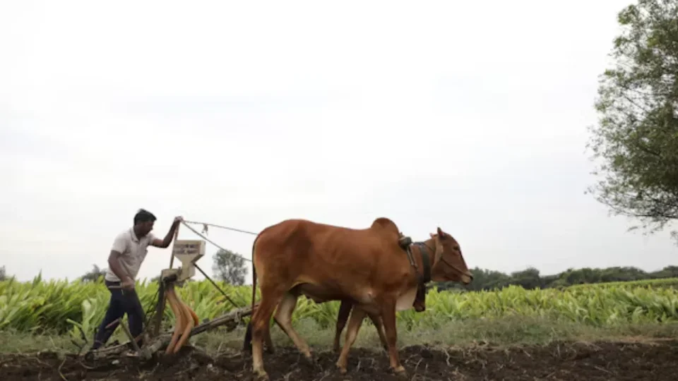 El Niño Threatens Telangana Crops; State Urges Farmers to Avoid Paddy, Cotton