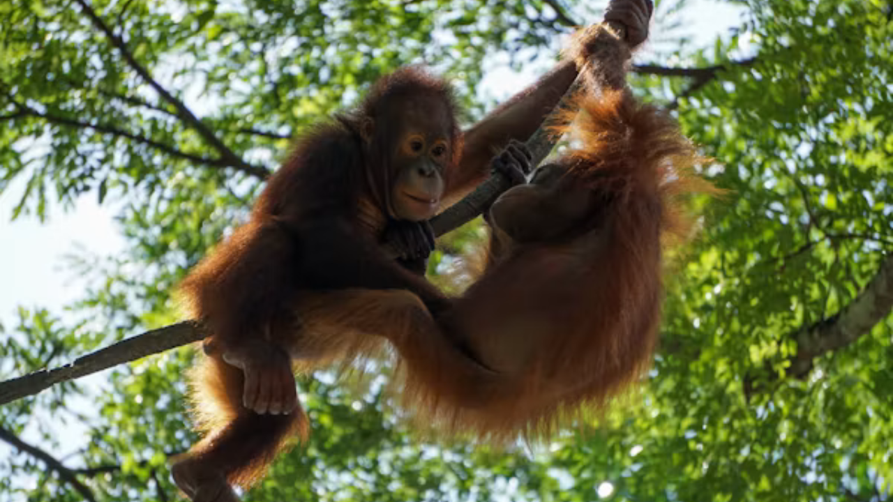 5 Orangutans, 1 ‘Black SUV’: Mystery Deepens Over How They Reached Odisha