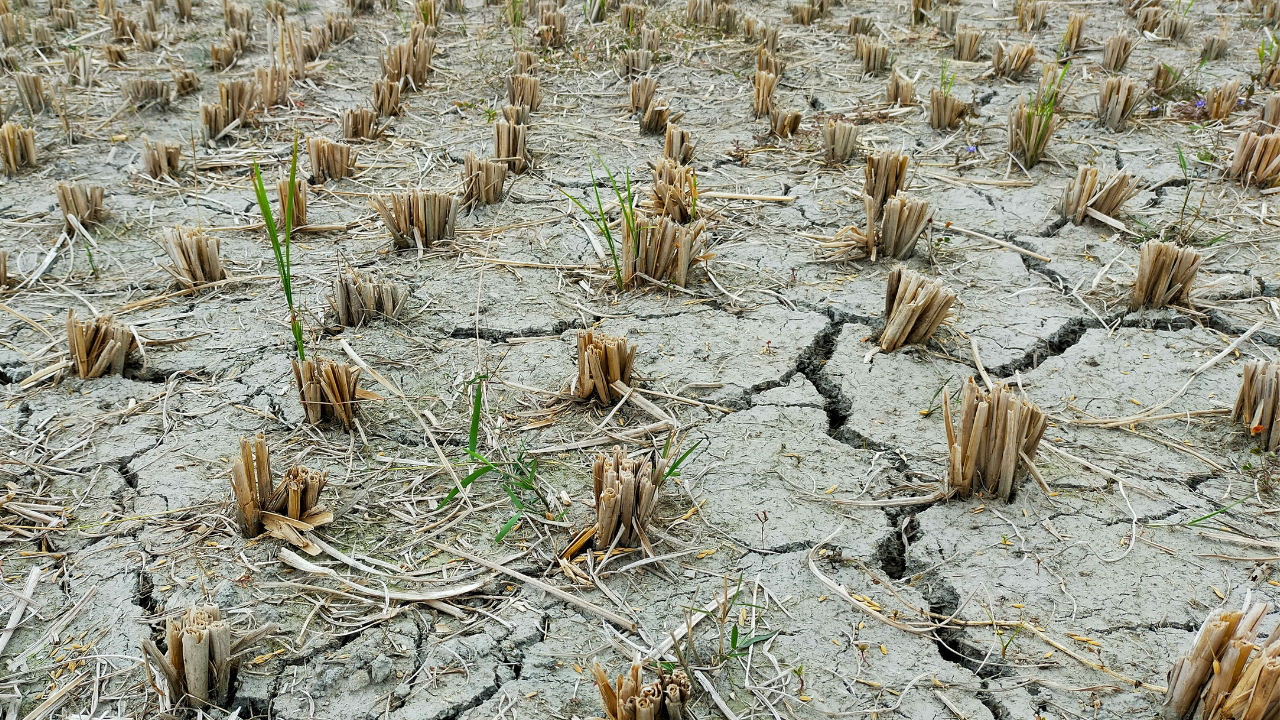 Maharashtra Nears 100% Drought Amid Huge Losses; State Moves to Revive Water Sources