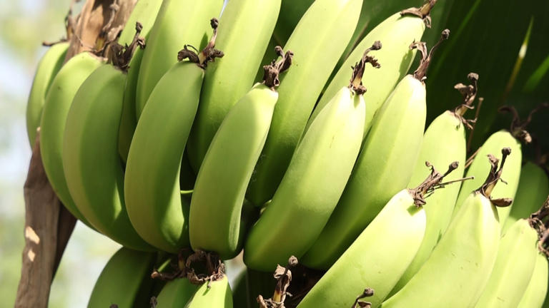 Gujarat Farmer Grows Record Bananas With Natural Farming