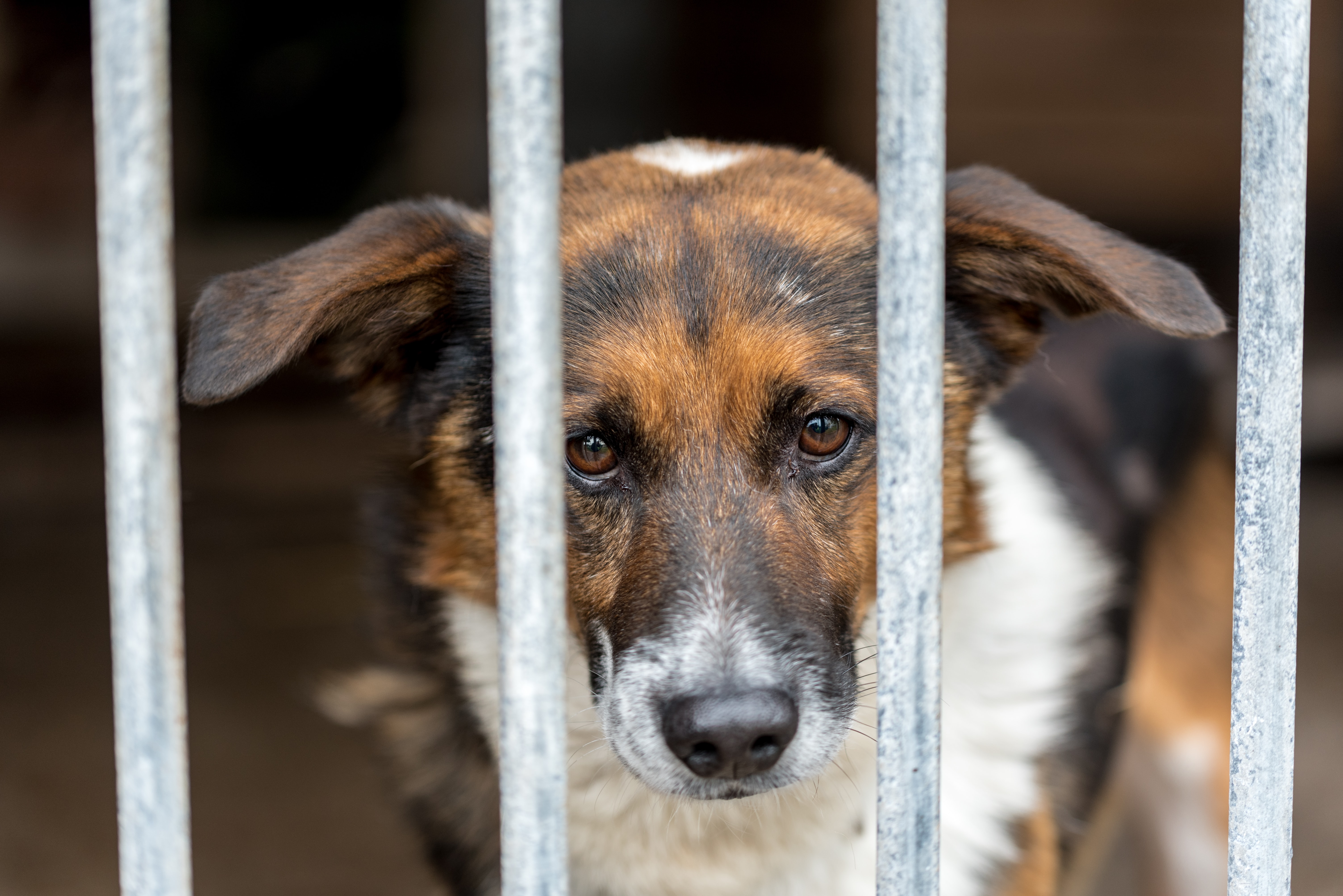 Supreme Court Dismisses Plea Seeking to Prevent Cruelty to Dogs in Animal Birth Control Centres