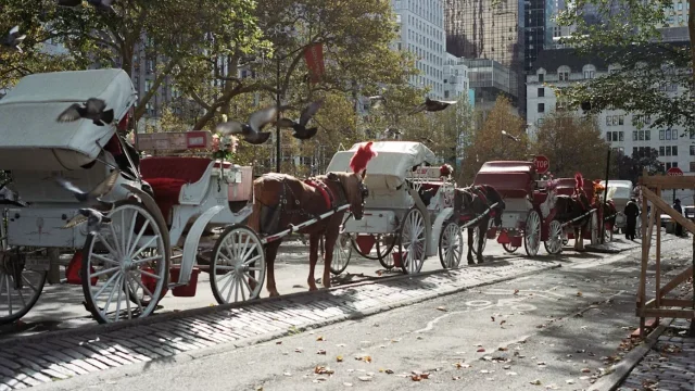 New York to Phase Out Horse-Drawn Carriages by 2028 Under Law Honouring Indian Tourist
