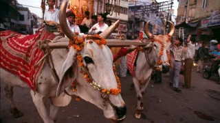 Cow Slaughter Manusmriti Judgement: A judge cited the Manusmriti, Vedas and Kamdhenu while sentencing cow slaughter convicts to life imprisonment under a law aimed at animal preservation, invoking the constitutional directive under Article 48 on prohibiting cow slaughter.